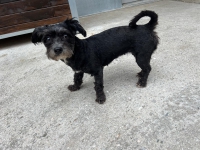 thumb_Fundhund Tiffen